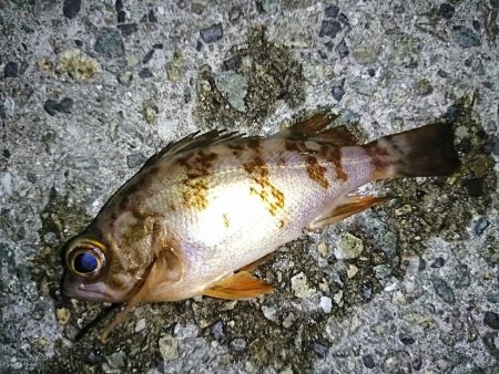 タケノコメバル狙い